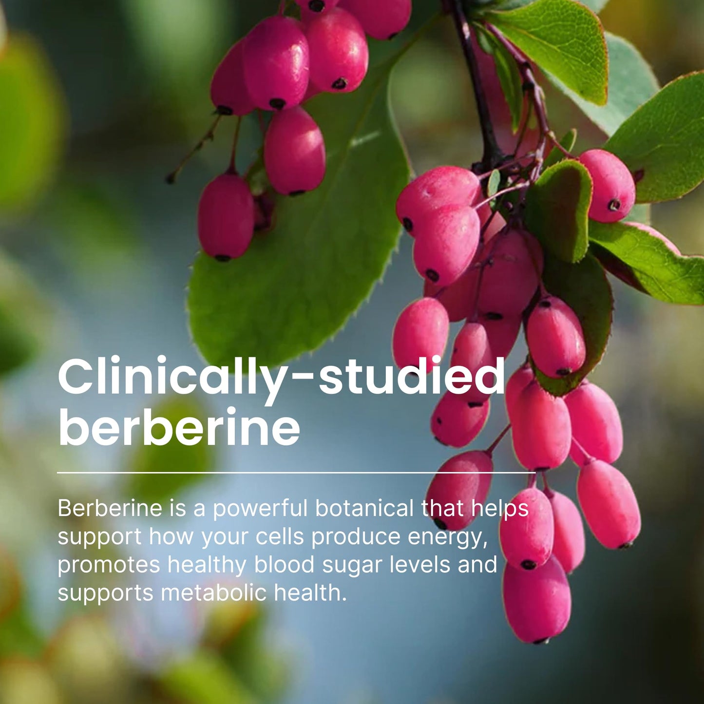 HumanN SuperBerine Berberine Supplement - Cholesterol & Metabolic Clinically Researched Support - High Absorbency Formula with Olive Leaf Extract - 30 Capsules