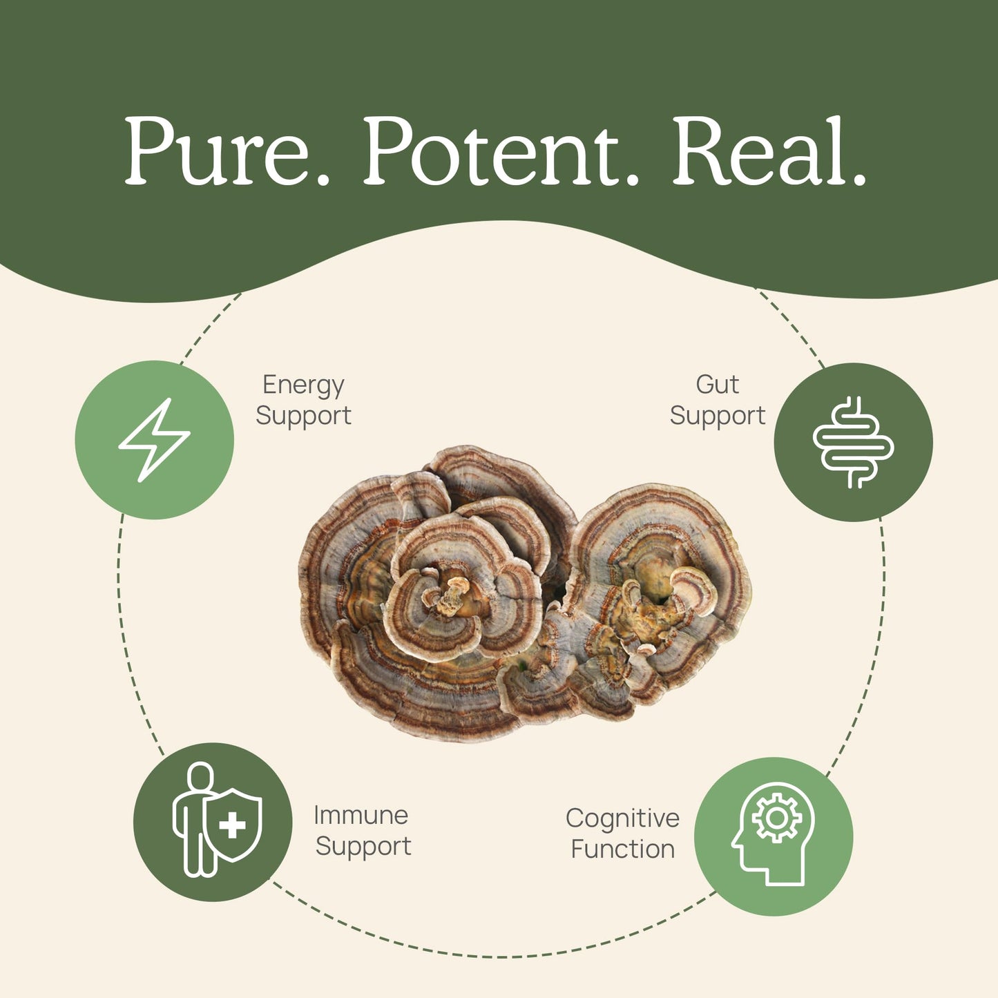Real Turkey Tail Powder - Organic Mushroom Supplement with Potent Extract for Gut, Energy, Brain, Immune Support Vegan, Non-GMO, 45 Servings