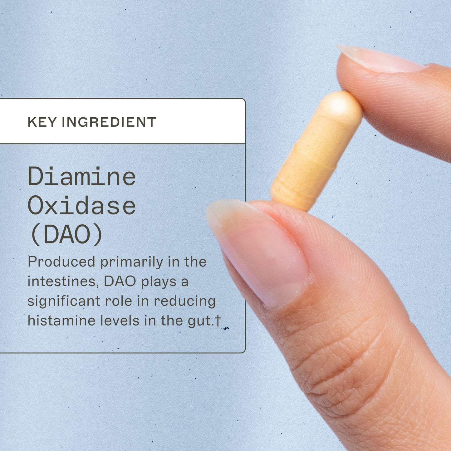 Amy Myers MD Histazyme - Diamine Oxidase Dao Enzyme Supplement Histamine Blocker to Support Healthy Digestion, Food Derived Histamine Intolerance (HI) - 60 Capsules - Bottle