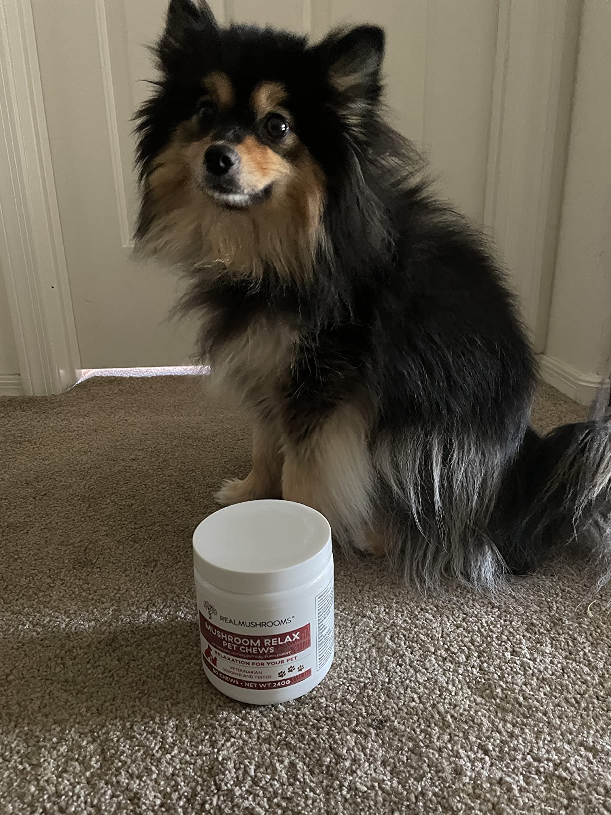 Real Mushrooms Calming Chews for Dogs - Cat Dog Treats w Reishi Lions Mane, Dogs, Relaxation, Bites Pet, 60ct