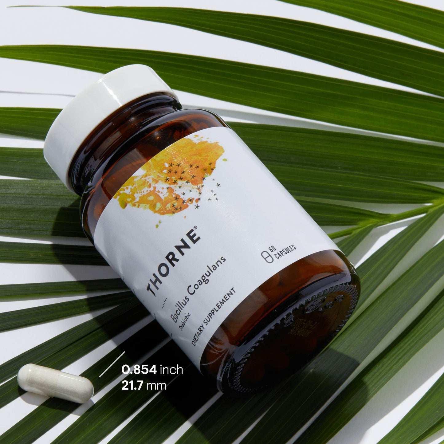 Thorne Bacillus Coagulans Probiotic - 60 Capsules